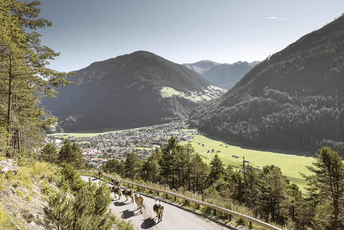 Almabtrieb Pfunds | Nauders
